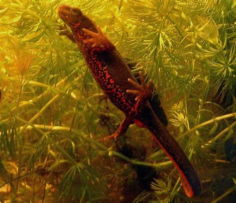 Japanese fire-bellied newt - Wikiwand