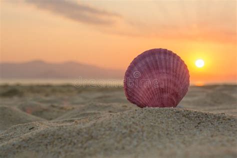 Sea Shell on the Beach at Sunset Stock Image - Image of colorful ...