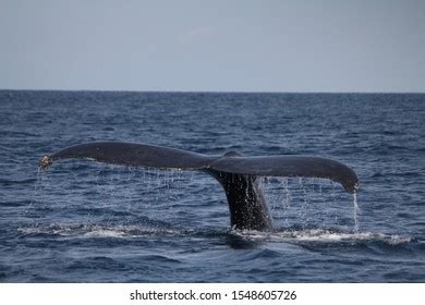 Sperm Whale Diving New Zealand Stock Photo 12791401 | Shutterstock