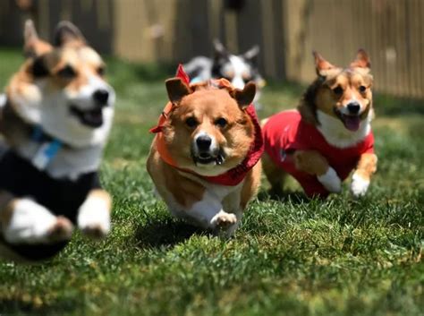 Corgi Dog Races