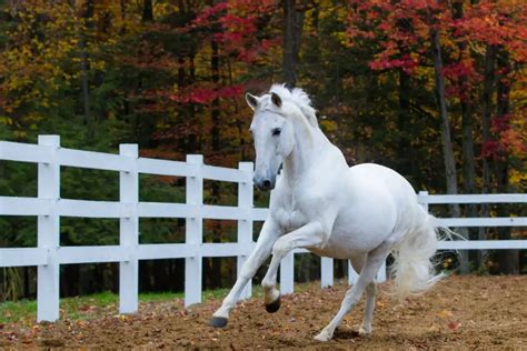 245 Stunning White Horse Names