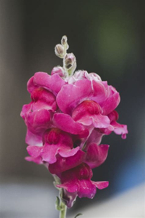 Deadheading Snapdragons: A Simple Guide to Promote Blooming ...