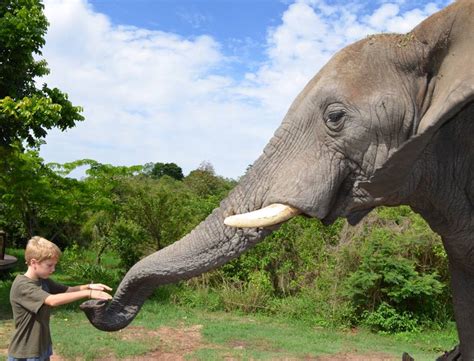 Elephant Sanctuary, Hartbeespoortdam, Plettenberg Bay, South Africa