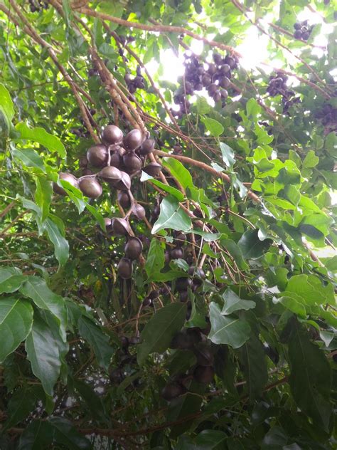 Jengkol (Archidendron pauciflorum) - Trees4Trees - tree planting ...