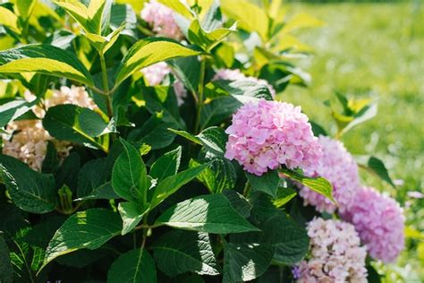 Premium Photo | Hydrangea Endless Summer Bailmer flowers in summer in ...