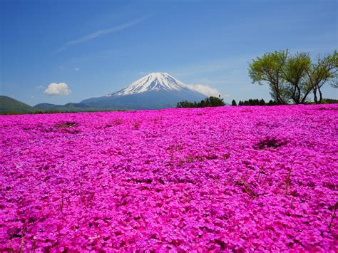 Japan's Shibazakura Bloom Is the Newest Flower Festival to Add to Your ...