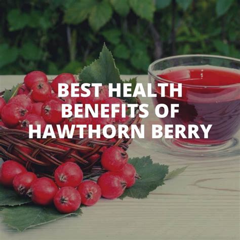 Health Benefits of Hawthorn Berry - SIXMD