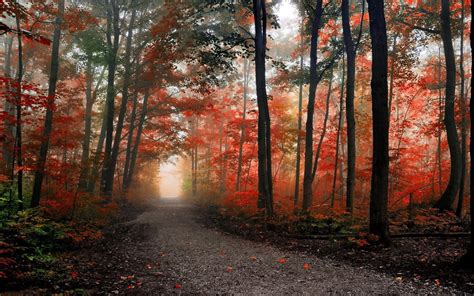 Path in the foggy autumn forest HD desktop wallpaper : Widescreen ...