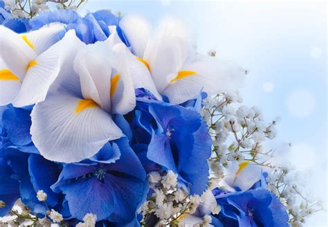 Blue And White Flower Wallpaper