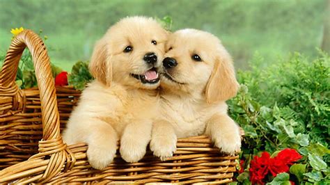 Cute Golden Retriever Puppy Pictures