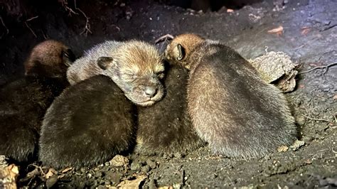 Birth of wild red wolf pups brings hope to species on…