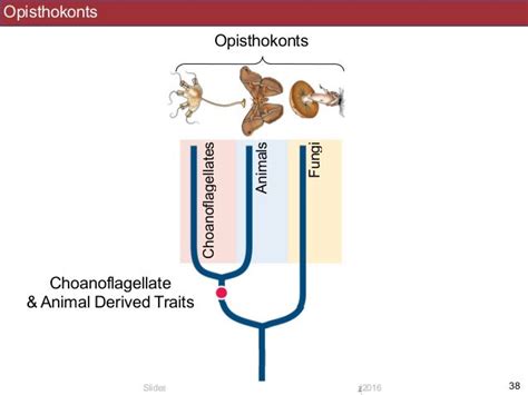 BIS2C: Lecture 24: Opisthokonts