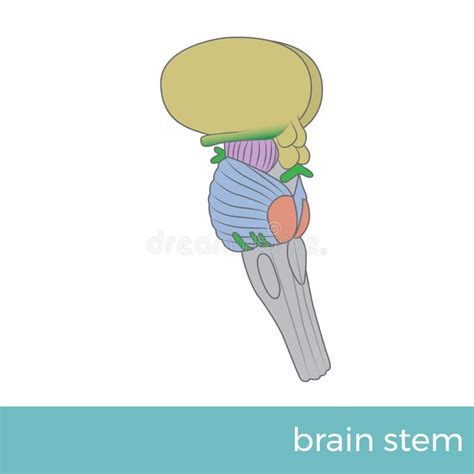 The Brain Stem Side View Stock Vector Illustration Of Diagram 107295808