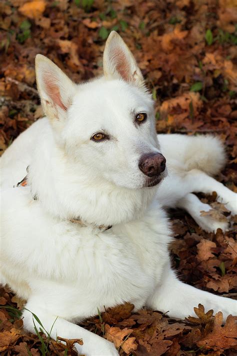 White Shepherd Mix Puppy