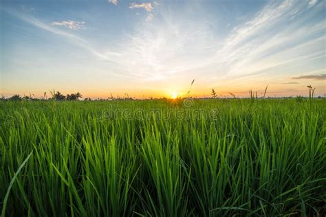 Paddy Field with Sunrise in Sungai Besar Stock Image - Image of grain ...