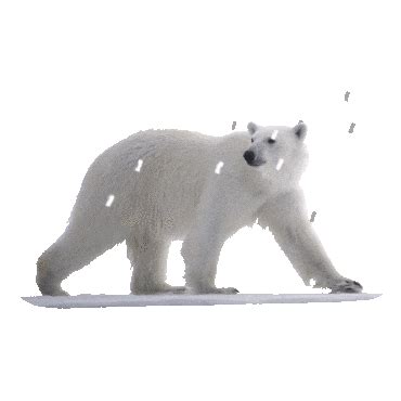 Polar Bear GIFs | GIFDB.com