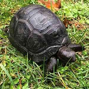 Aldabra Tortoise habitat - Tortoises for Sale | Baby Turtles for Sale ...