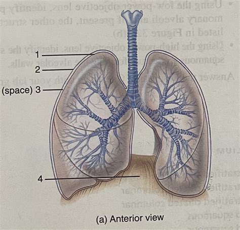 32.8 (a) Diagram | Quizlet