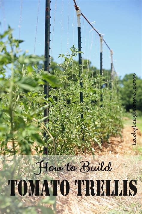 18 DIY Tomato Cage And Stake Ideas | Balcony Garden Web