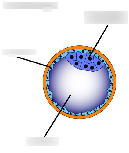 Gametes Diagram | Quizlet