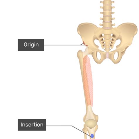 Rectus Femoris Muscle Anatomy