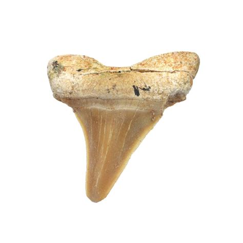 Shark Teeth Fossils