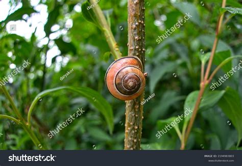 1,485 Terrestrial Pulmonate Gastropods Images, Stock Photos & Vectors ...