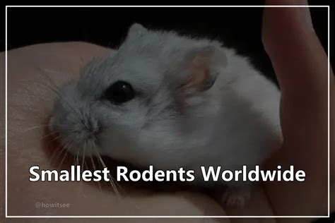 Top 15 Smallest Rodents Worldwide (Can Keep As Pets) 2023