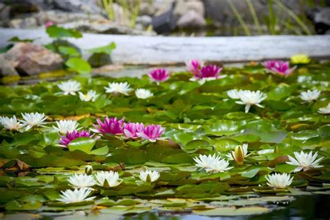 Pond Plants - 10 Popular Pond Plants | Aquascape Blog