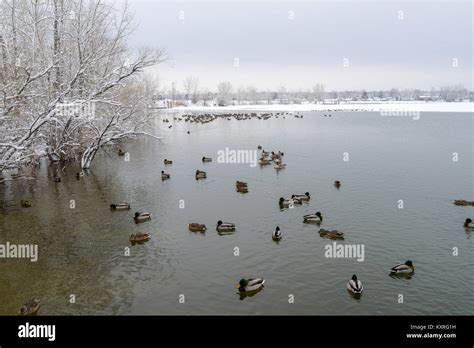 Winter Lake - Winter view of a city park at mile-high city Denver ...