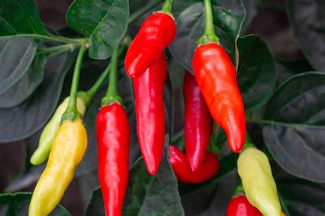 How to Plant and Grow Tabasco Peppers - luv2garden.com