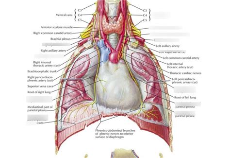 phrenic nerve Diagram | Quizlet