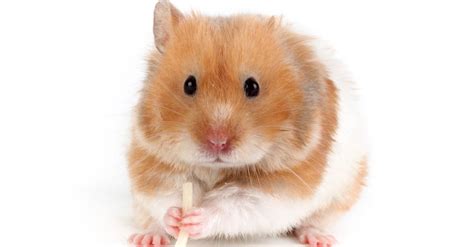 Rodents Animal Facts | AZ Animals