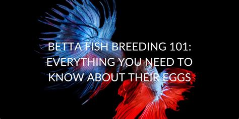 Betta Fish Eggs 101: Everything You Need to Know - Betta Care Fish Guide