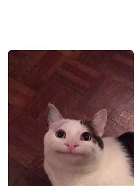 Awkward smile cat Blank Template - Imgflip