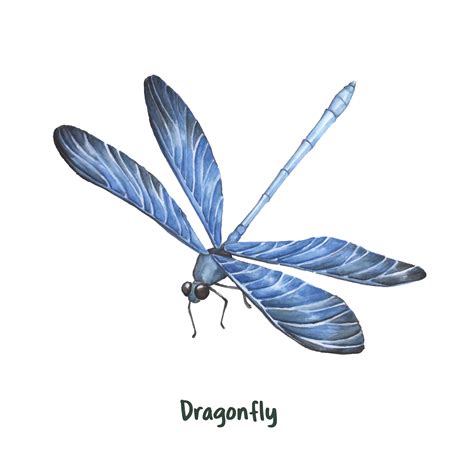 Hand drawn dragonfly isolated on white background - Download Free ...