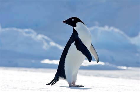 Adélie penguin – Australian Antarctic Program