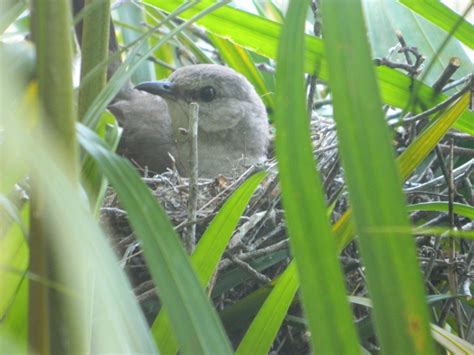 Northern Mockingbird nest - FeederWatch