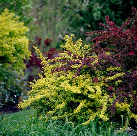 How to Plant and Grow Barberry