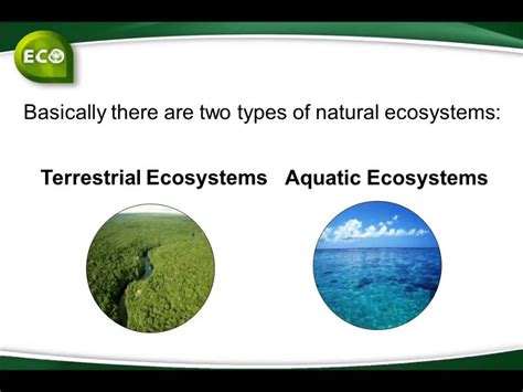 4 Types Of Ecosystems