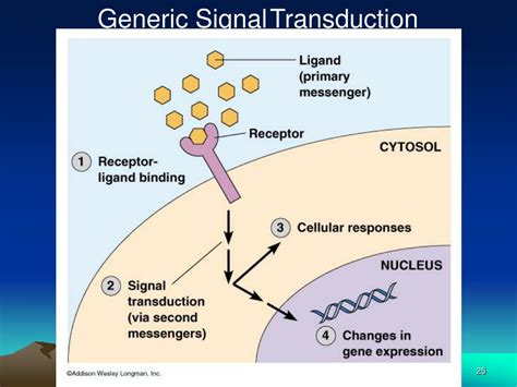 PPT - What is Signal Transduction? Signal Transduction is the process ...