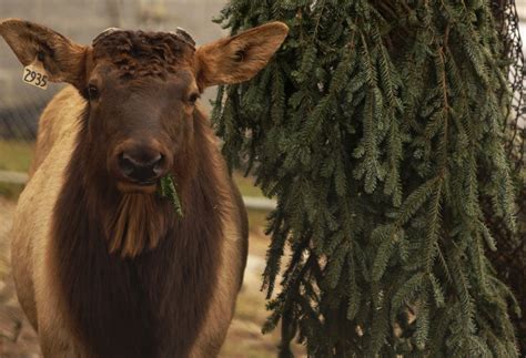 Grandfather Mountain animal habitats prepare for winter - Grandfather ...