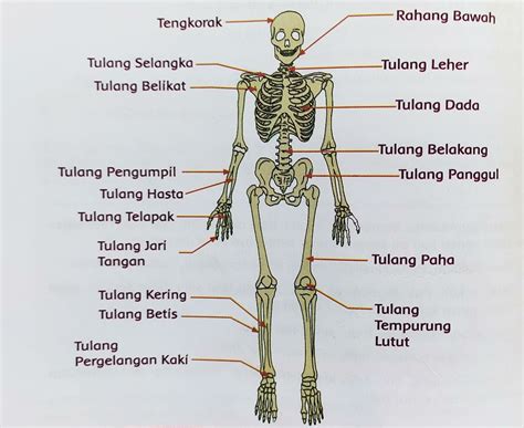 rangka gerak manusia yang ada di bagian atas adalah - Christian Robertson