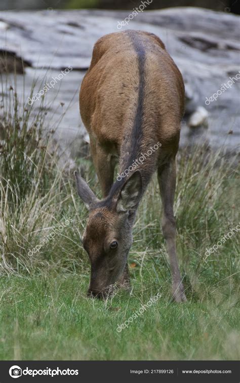 Red Deer Its Natural Habitat Denmark — Stock Photo © DennisJacobsen ...