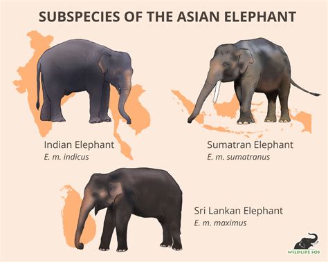 Pygmy Elephant Size