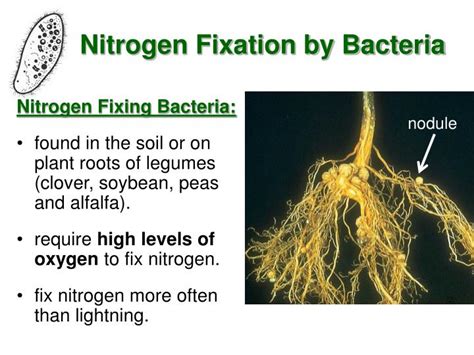 PPT - The Nitrogen Cycle PowerPoint Presentation - ID:7047601