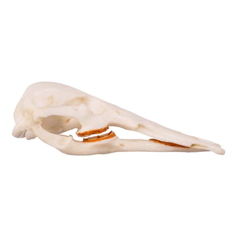 Replica Platypus Skull - Male — Skulls Unlimited International, Inc.