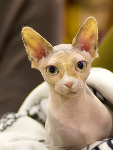 CATS: Sphynx cats