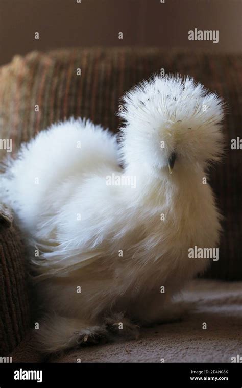 A white silkie chicken Stock Photo - Alamy