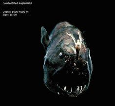 Anglerfish, which use a light to lure in prey, can be found in the ...